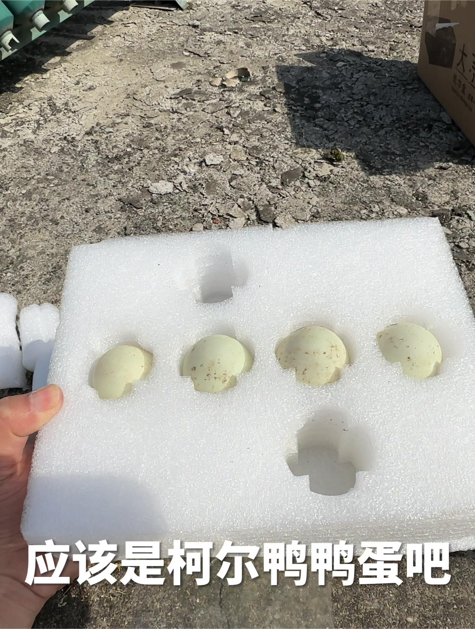 几十块钱一枚的鸭蛋你们猜能孵出柯尔鸭吗?5