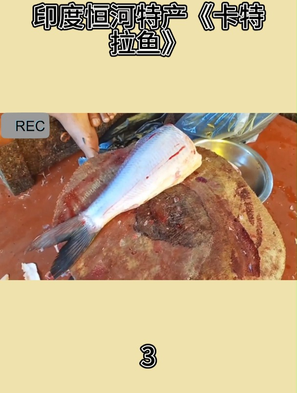 印度恒河特产《卡特拉鱼》3