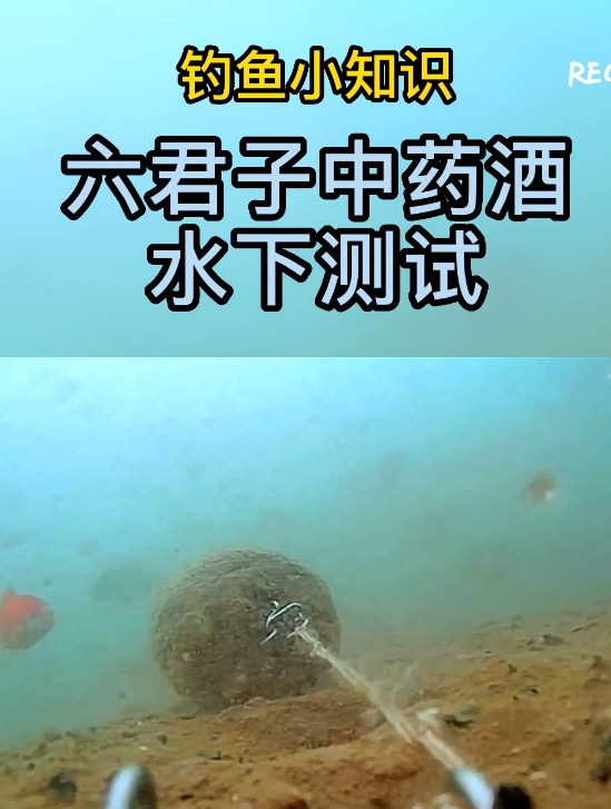 据说“药酒”是罗非鱼的最爱,下水20分钟,这动静老钓友都看呆了