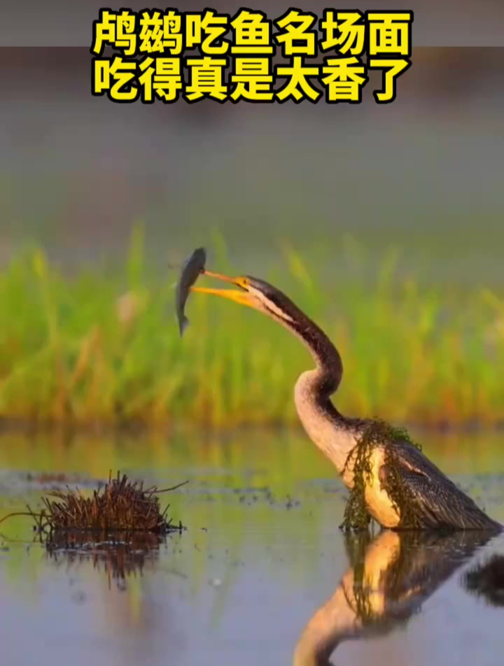 鸬鹚吃鱼名场面,吃得真是太香了