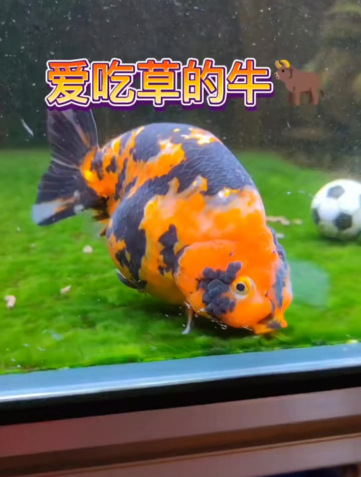 兰寿金鱼 养了一群牛……红牛