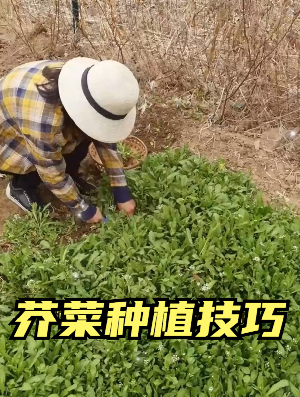 想吃芥菜还要去野外挖?资深老农:教你几招,自己在家就能种植