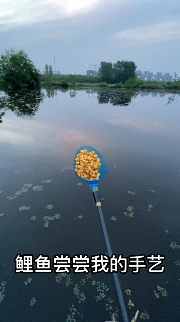 就想给鲤鱼买点吃的,没想到还能买出新高度