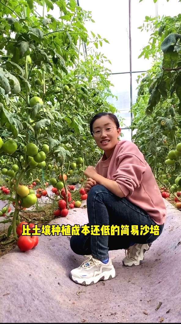 成本低,产量高,管理简单的简易无土栽培种植技术在这里