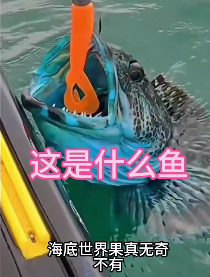 这鱼为什么是蓝色的呢,难不成是变异物种吗