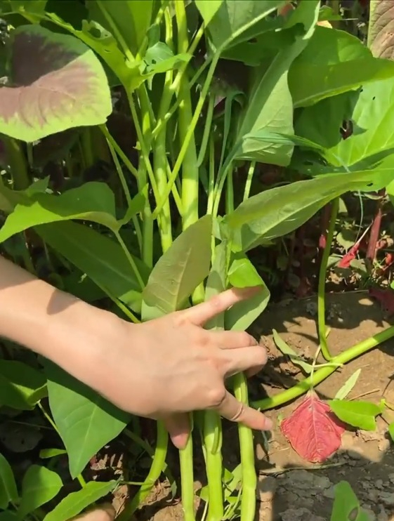 它不是普通的空心菜,它是三个叉的“空心菜”,一颗顶三棵!