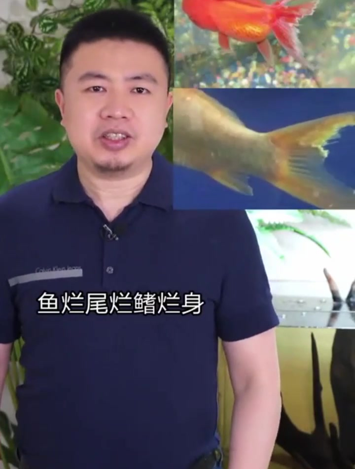 观赏鱼烂鳍烂尾 教你怎么治 让你的鱼漂漂亮亮