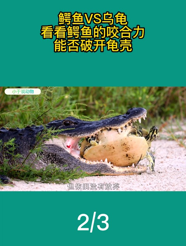 看这只鳄鱼,正在抓一只乌龟,来试试自己的咬合力