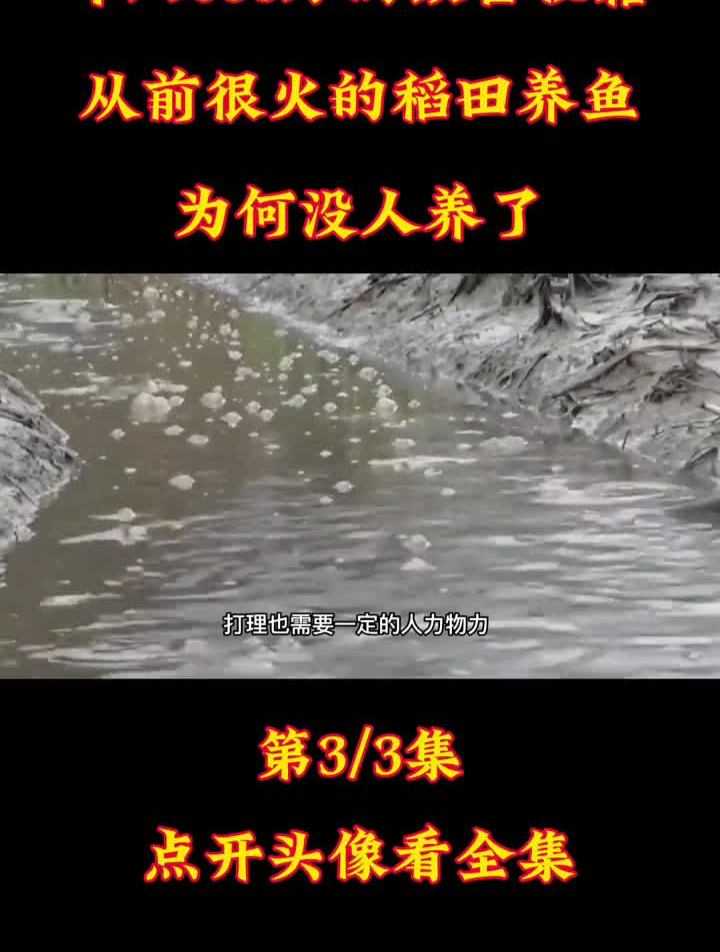 年入600万的致富“秘籍”,从前很火的稻田养鱼,为何没人养了