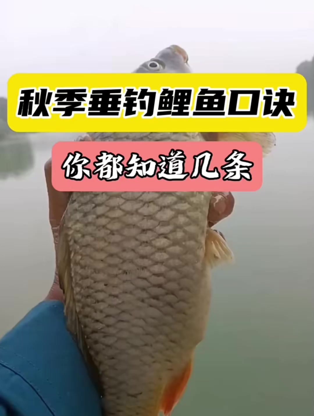 秋季垂钓鲤鱼的口诀,看看你都知道哪几条呢!