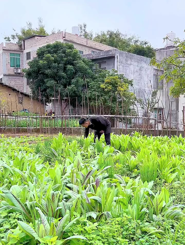 生菜,叶用莴苣的俗称,又称鹅仔菜、唛仔菜、莴仔菜!