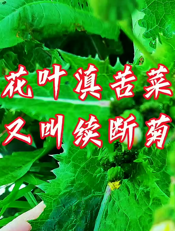 花叶滇苦菜又叫续断菊