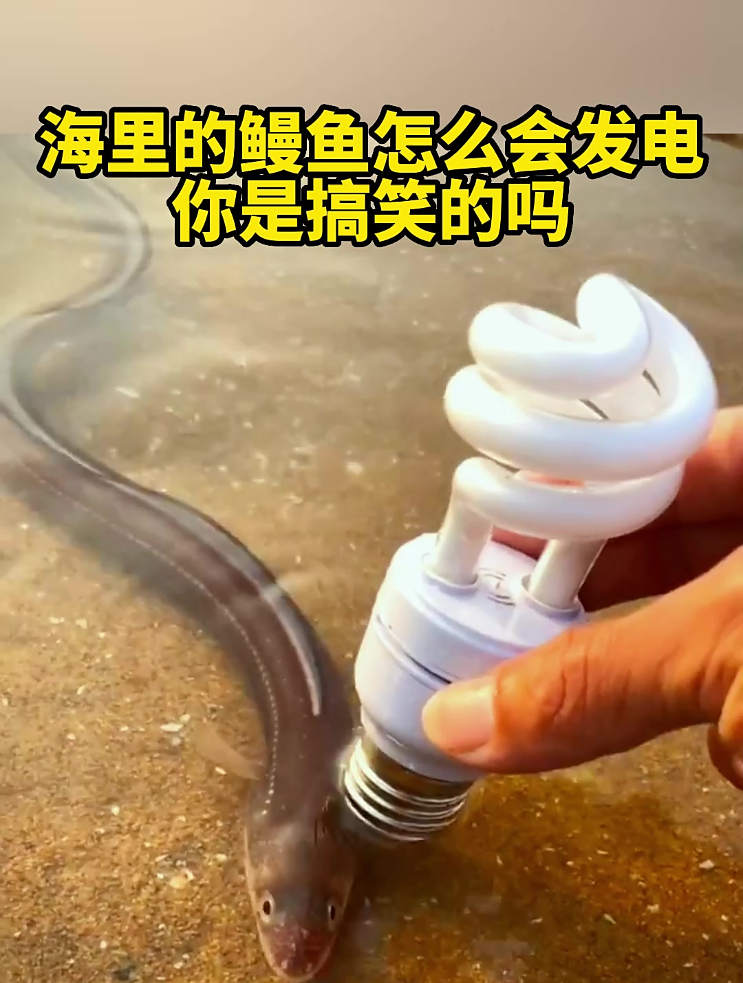 海里的鳗鱼怎么会发电,你是搞笑的吗