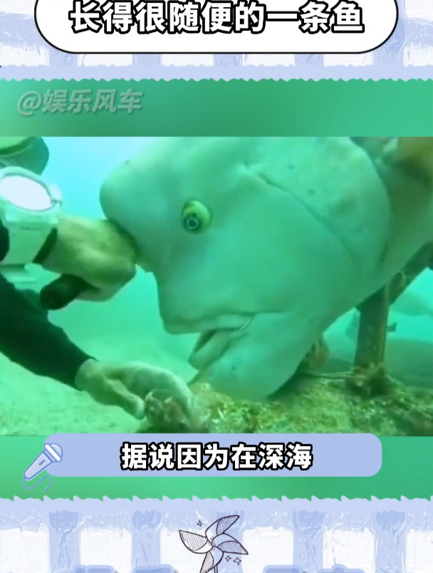 这鱼长得丑的原因是长得太像人了!