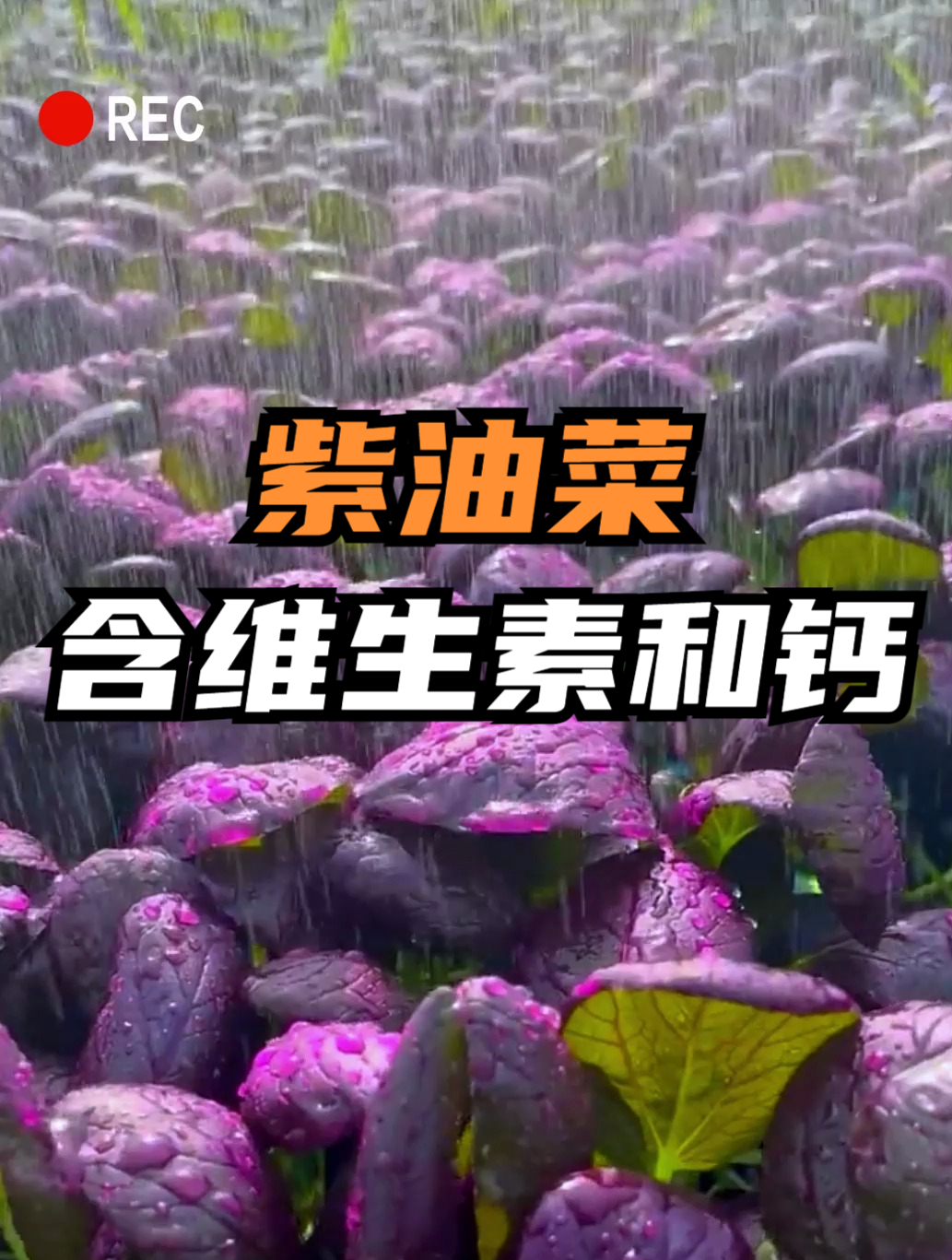 油菜中的“贵族”紫油菜,比普通蔬菜更鲜嫩爽口,营养价值赛牛肉!