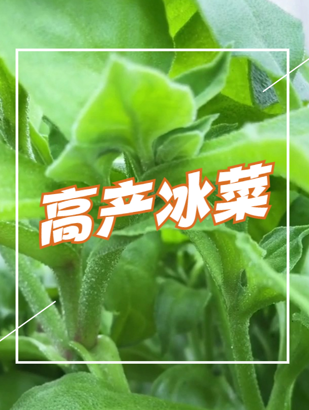 产量贼高!一棵冰菜能长几十斤,多茬采收,现在种植能吃到冬天