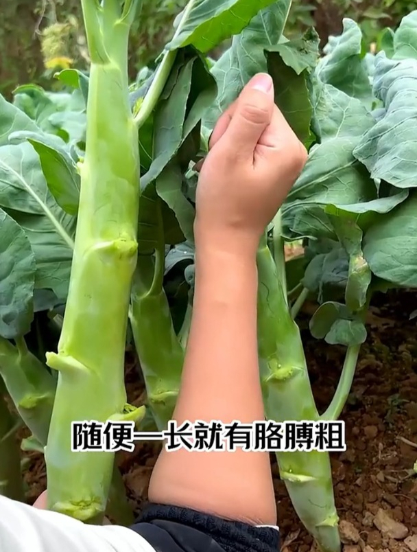 农村常见的“鸡腿菜”,很多人只吃根茎,殊不知叶子凉拌着更美味