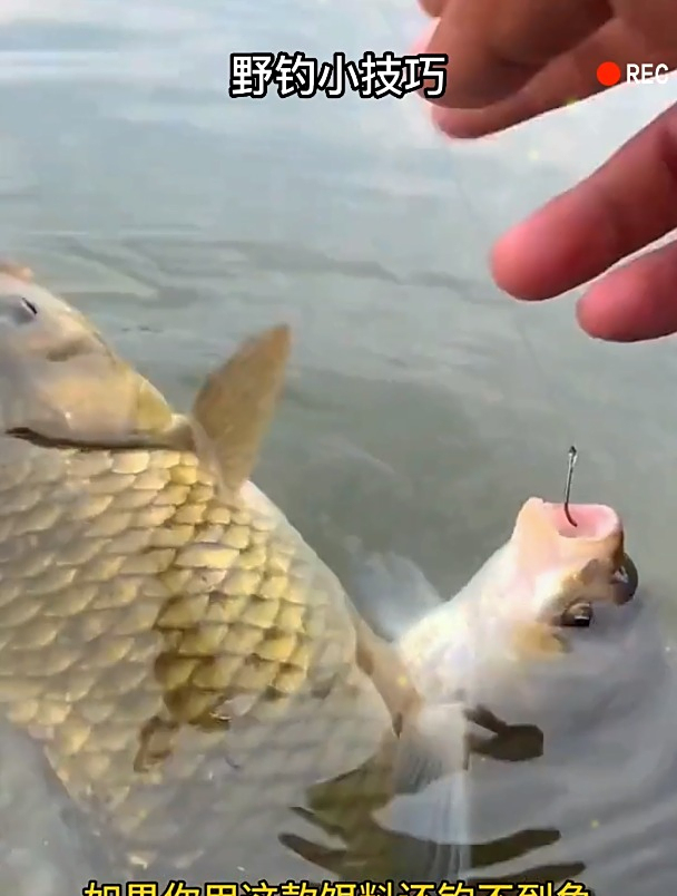 上海美人鱼新品饵,究竟效果如何?实测过后老钓手这样说!