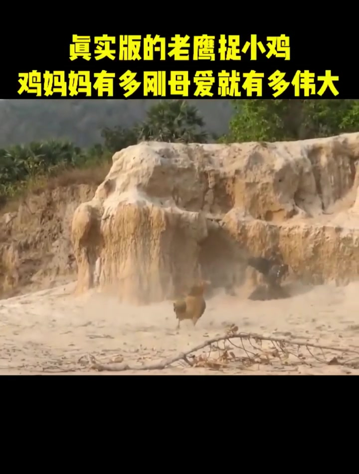 真实版的老鹰捉小鸡
