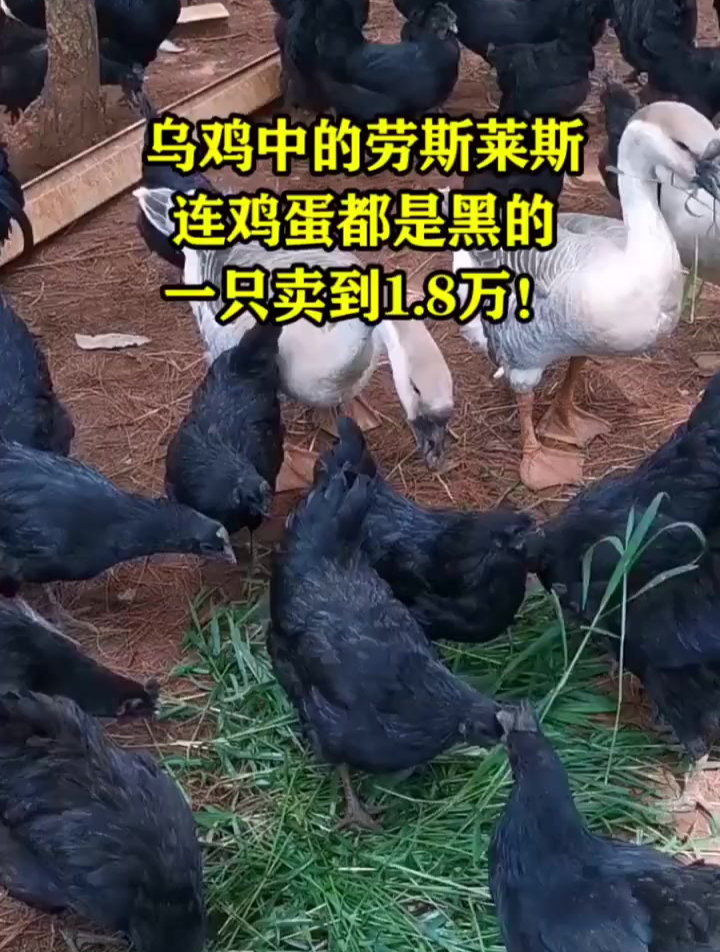 乌鸡中的劳斯莱斯,连鸡蛋都是黑的,一只卖到1.8万!