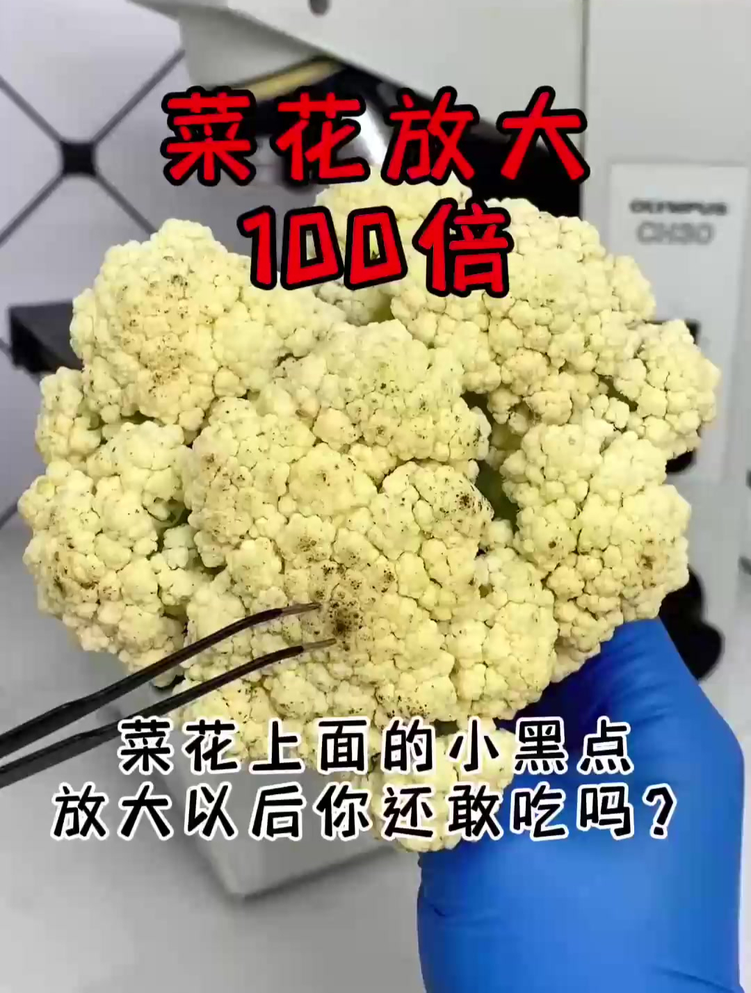菜花上变黑的地方知道是什么放大后竟是这样的,霉菌感染而成
