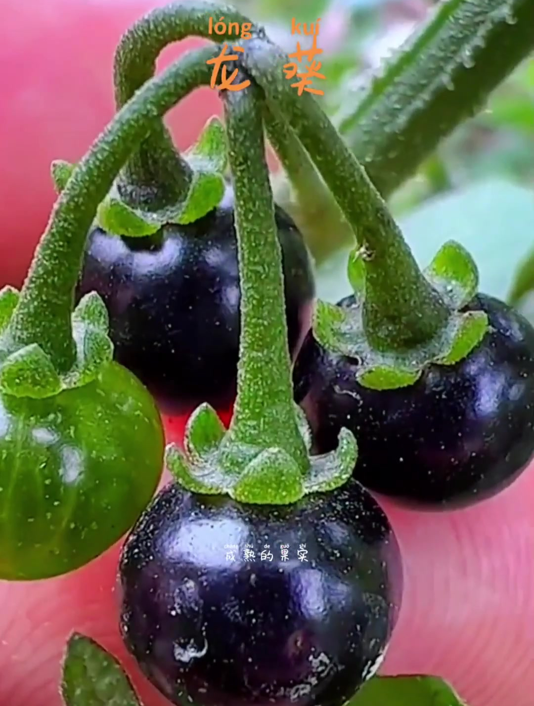 植物科普 龙葵又名白花菜