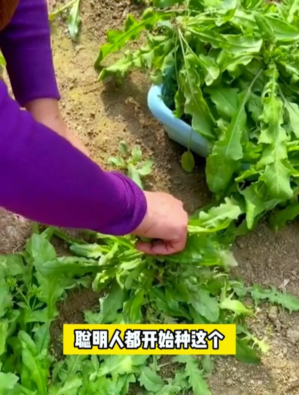 想吃荠菜买不到,那就自己种吧,很简单,荠菜多的吃不完