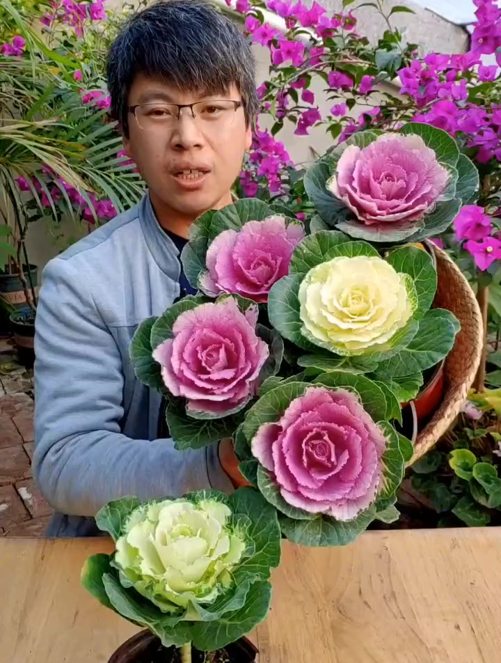 这种“玫瑰花”其实是包菜,它叫羽衣甘蓝