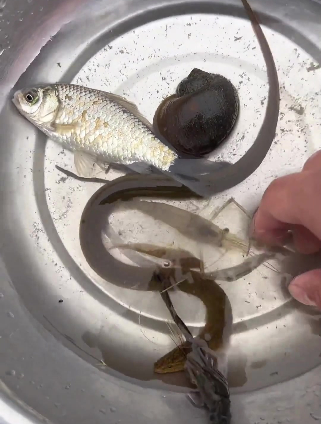 没想到这条小河沟里有这么多小鱼小虾