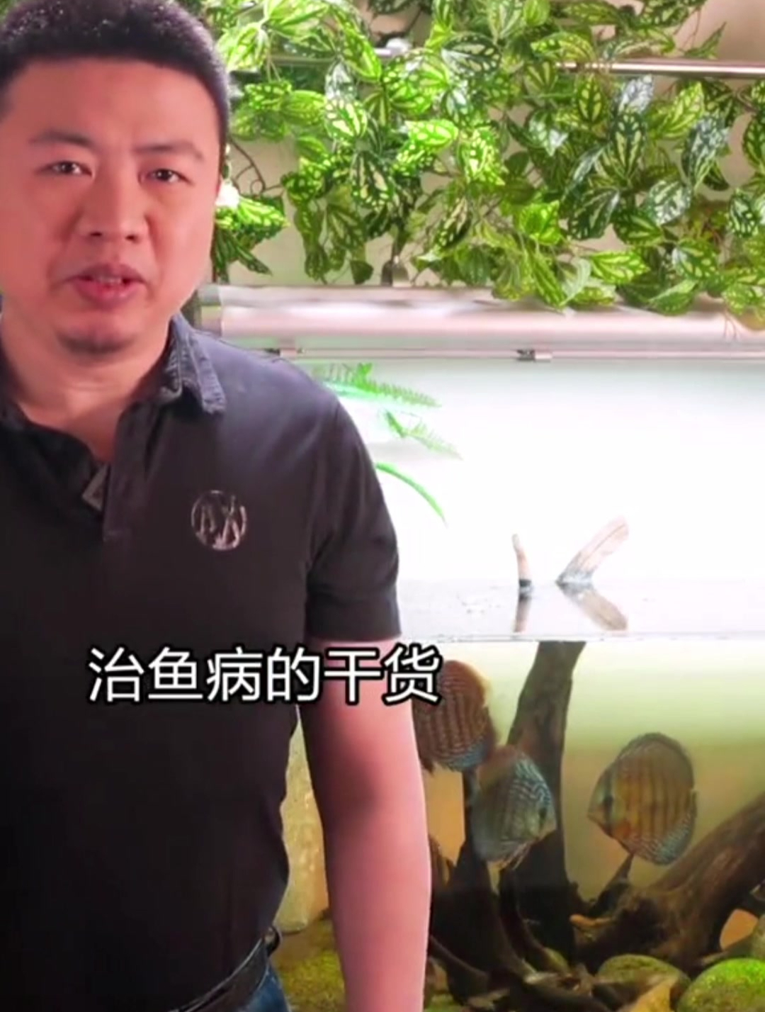 观赏鱼常见病治疗 常用药使用方法大全