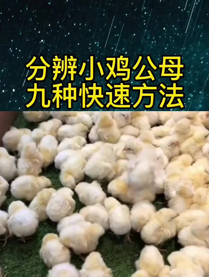 分辨小鸡公母九种快速方法