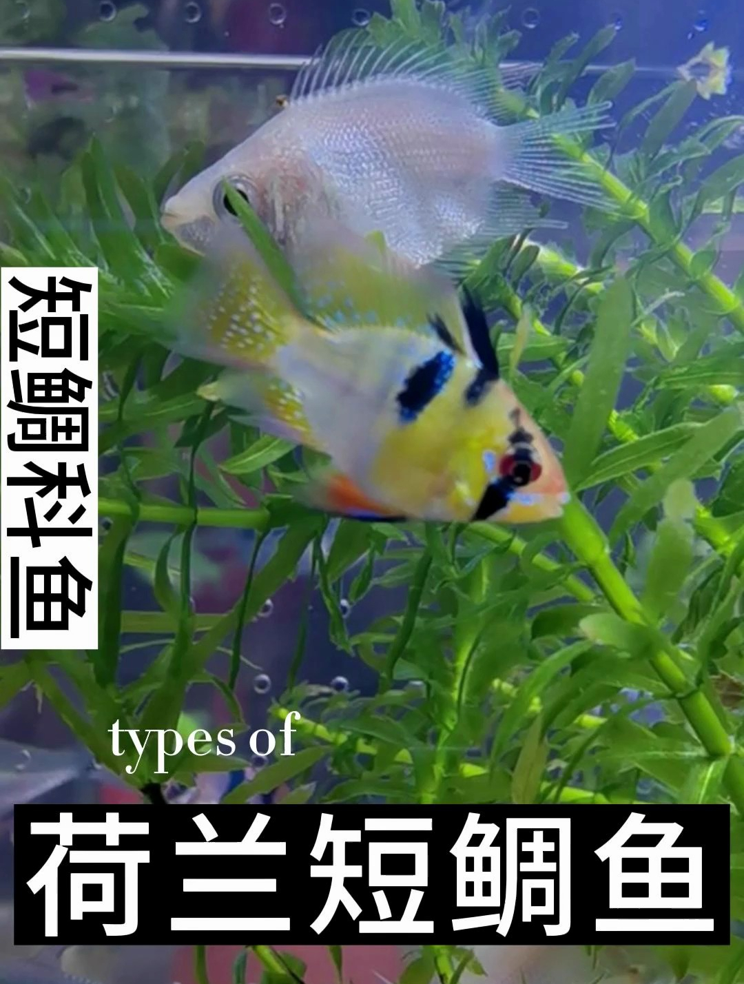 荷兰短鲷鱼体长6～9厘米,和玻利维亚凤凰同属,但是颜色更为靓丽