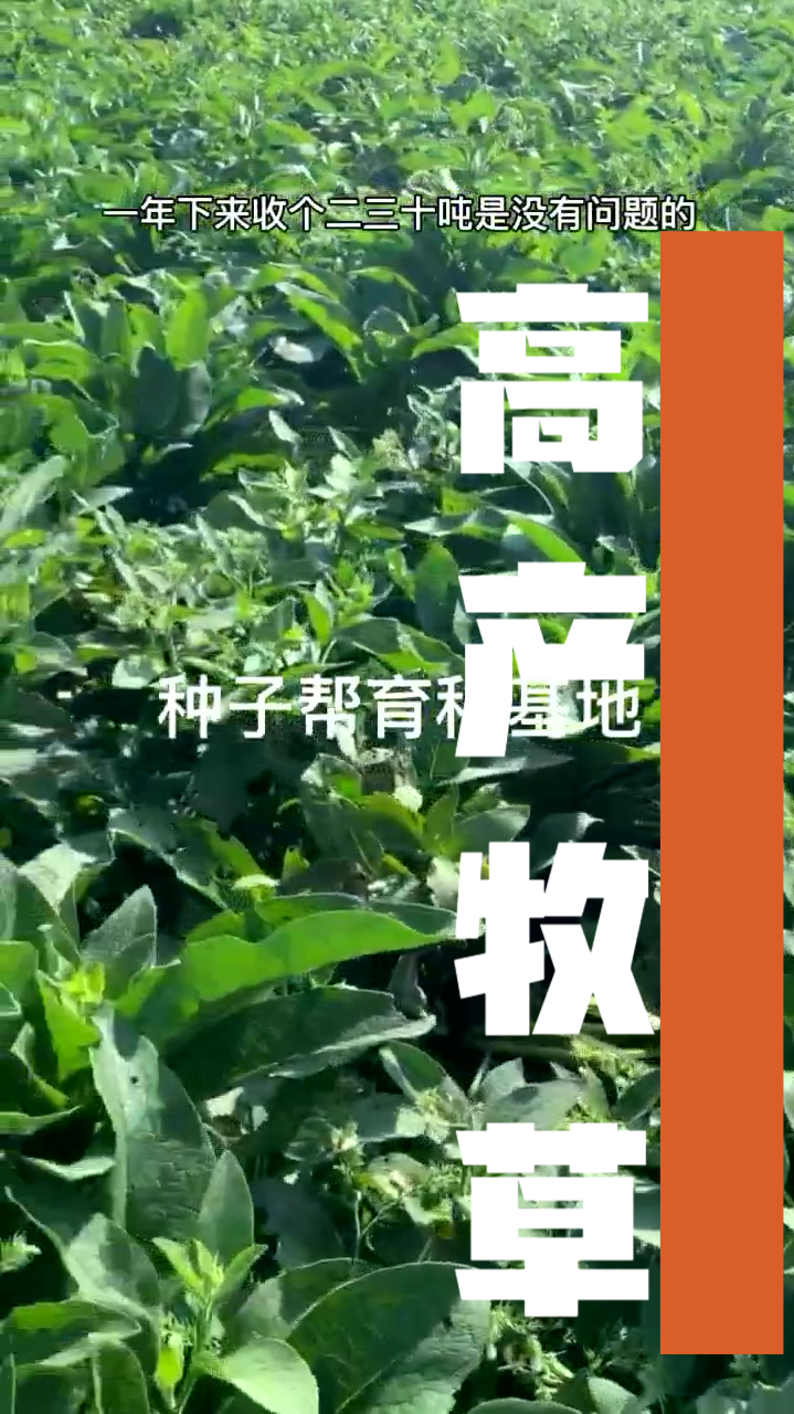 俄罗斯饲料菜又称聚合草,年产鲜草二三十吨是没有问题的~