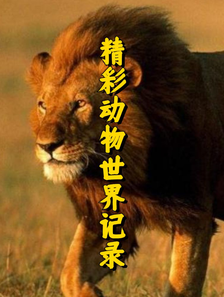 实拍小鸡是如何出壳的,镜头记录全过程5