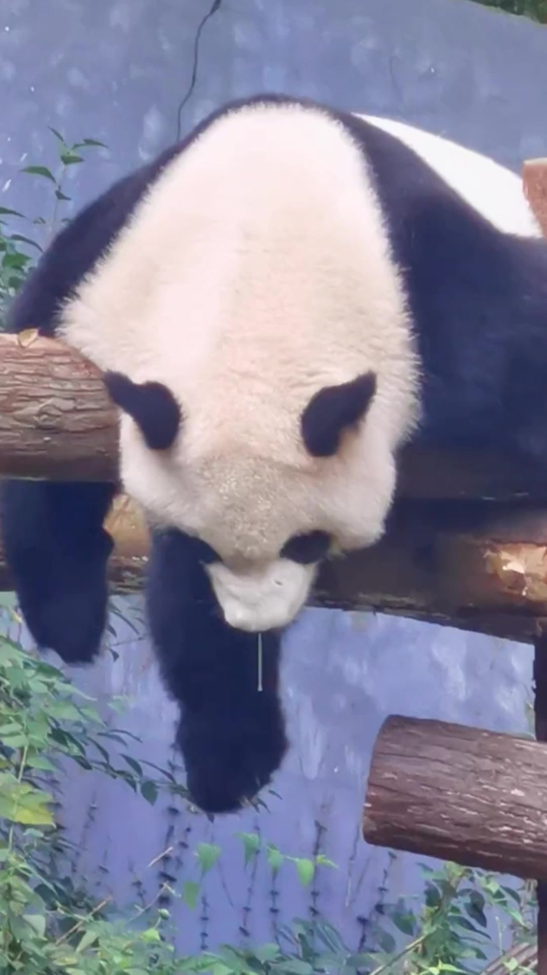 偶然间拍到的一幕,大熊猫做啥好梦了,太逗了