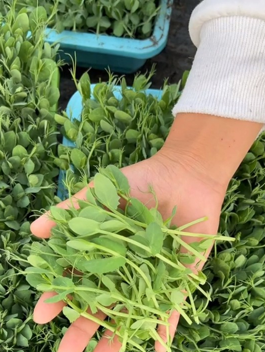 豌豆苗被称为“龙须菜”,不仅可以观赏还可以种菜,一茬接一茬!