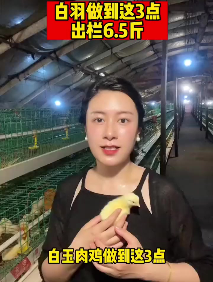 白羽肉鸡养殖