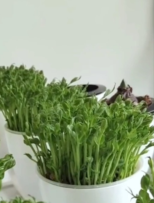 豌豆苗又名龙须菜,营养脆嫩无虫害,割完一茬又一茬