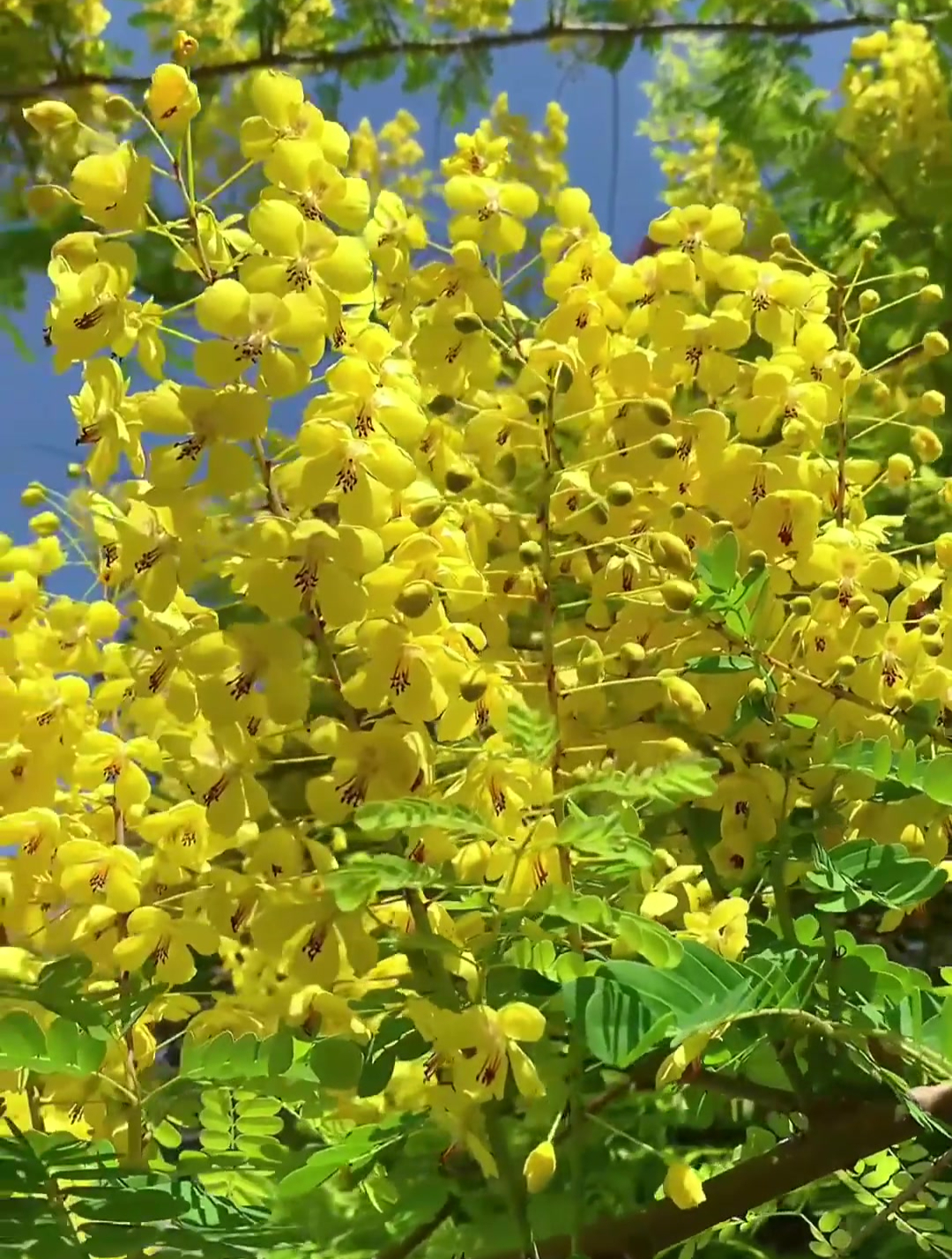 云实,别名水皂角、天豆等,豆科云实属藤本植物,生于山坡灌