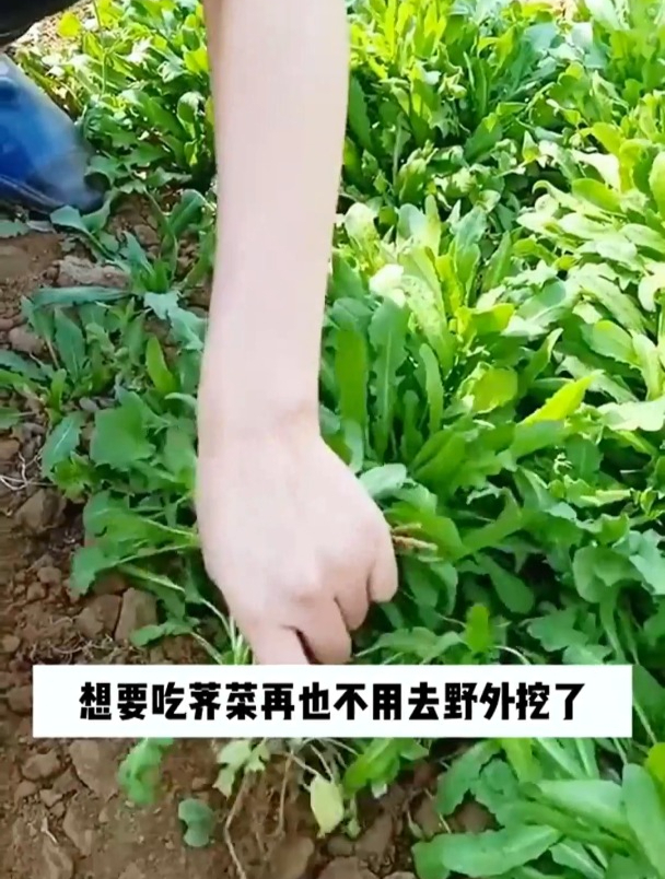 荠菜不用野外挖了,教你简单学会几点,在家就能种出好吃的荠菜