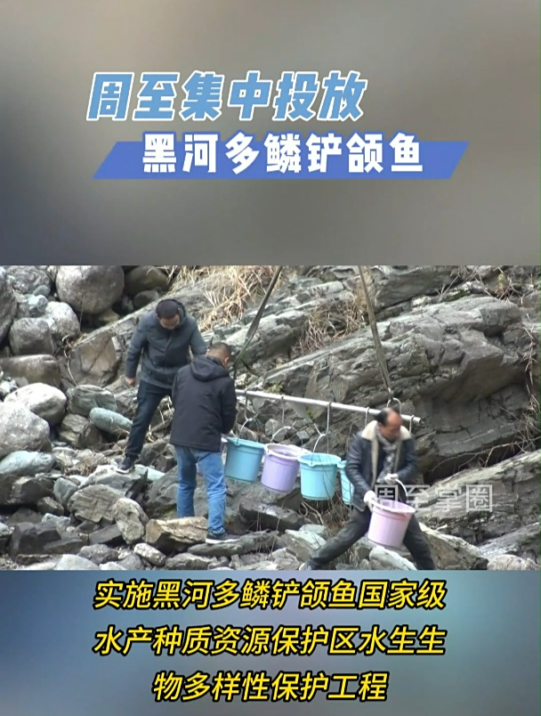 周至集中投放黑河多鳞铲颌鱼