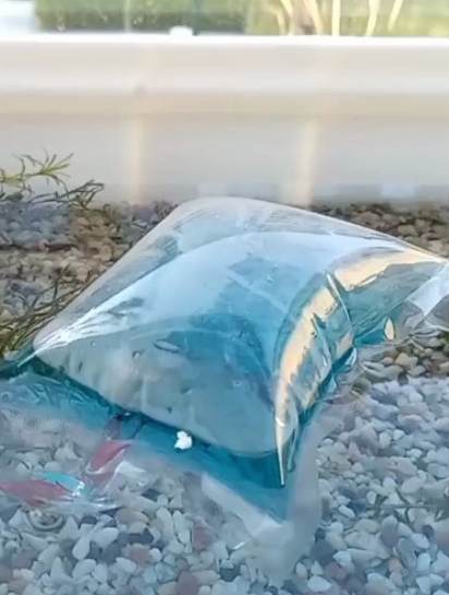 观背青鳉鱼卵如何孵化,有哪些注意事项?鱼卵买回来第一步要过温