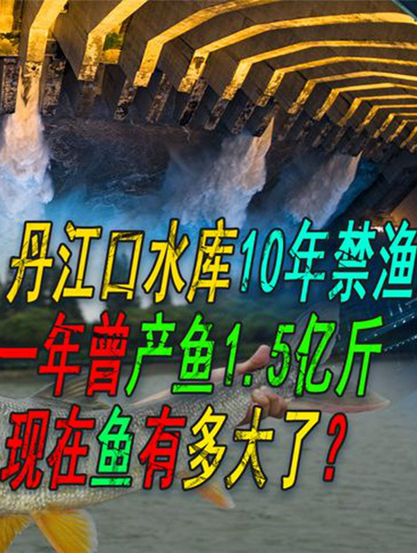 丹江口水库10年禁渔,一年出鱼1.5亿斤,现在鱼有多大了?