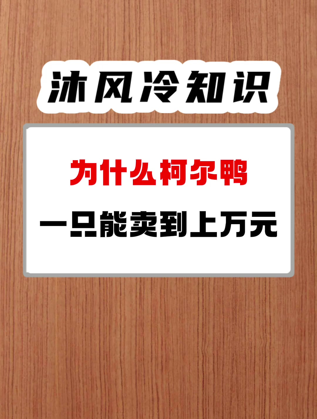 最贵的宠物鸭子 一只能卖到上万元