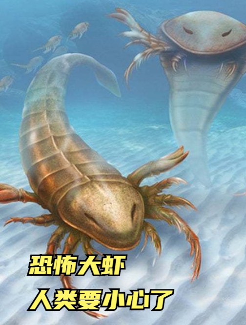 这种虾一旦灭绝 地球上的动物将迎来大灭绝 人类要小心了