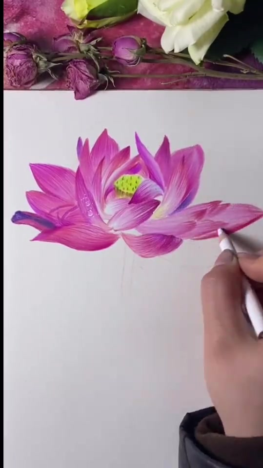 彩铅荷花纹路,水珠的画法都集聚到这