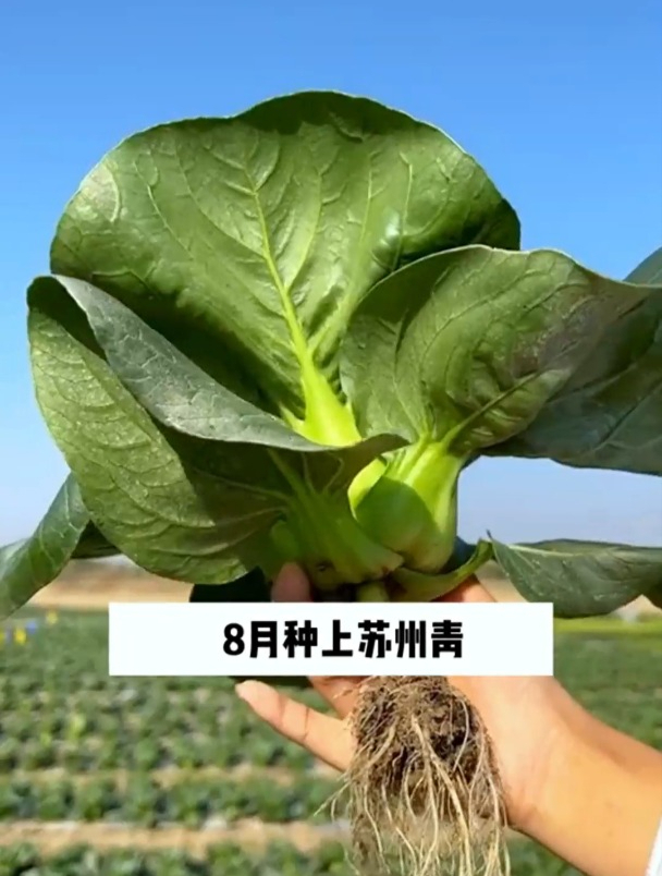 蔬菜品种多,每家都会种青菜,新品种“苏州青”,吃过的人不多