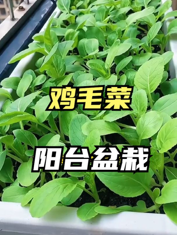 鸡毛菜在阳台上种,23天采收,天气越凉长的越好,好吃又健康