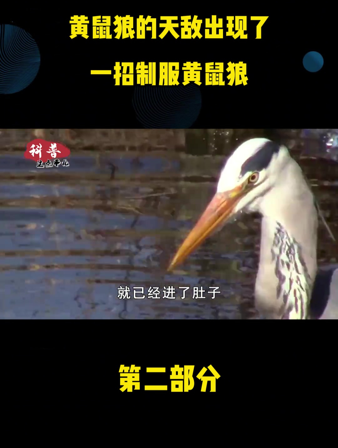 黄鼠狼的天敌出现了 一招制服黄鼠狼 看它如何高智商捕食