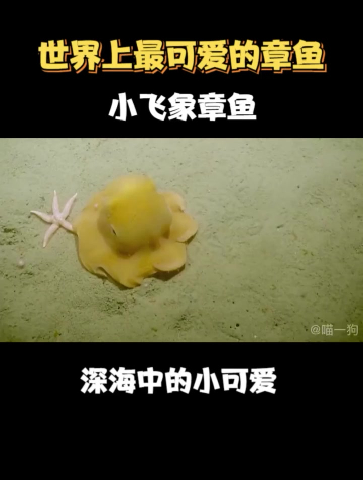 世界上最可爱的章鱼,小飞象章鱼!深海中的小可爱关注更多精